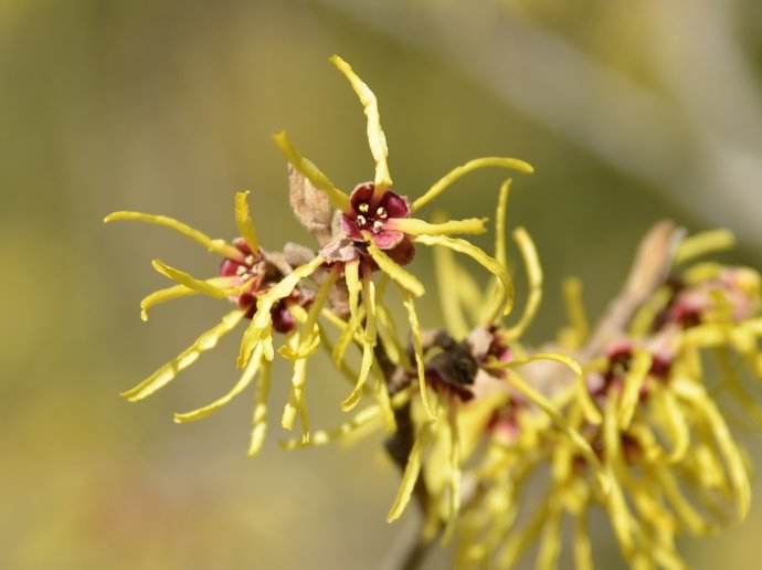 牛踏果图片 第7张