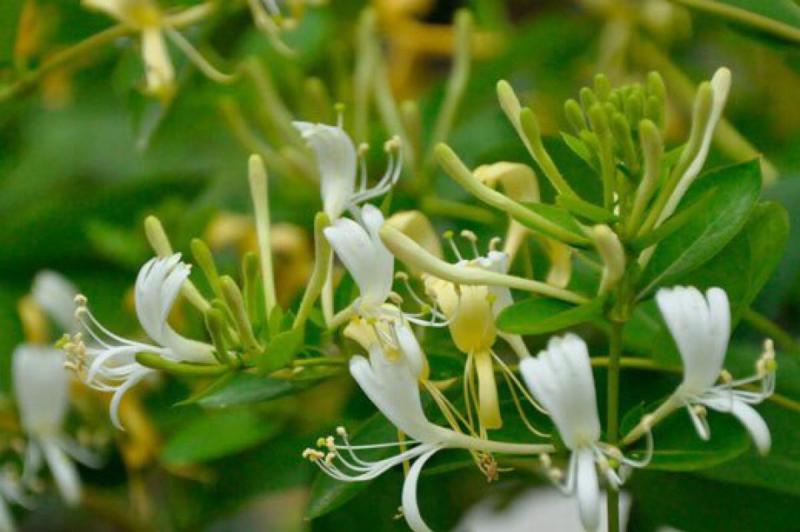 忍冬花图片 第6张