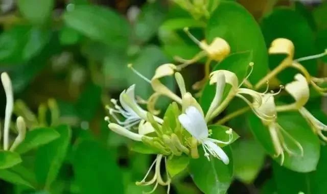 忍冬花图片 第7张