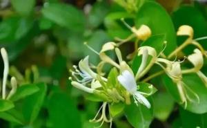 忍冬花图片 第7张