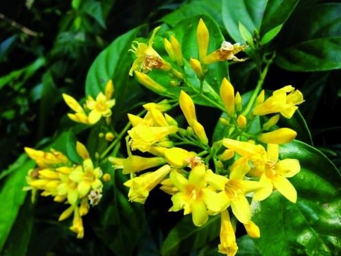 断肠草图片 第1张