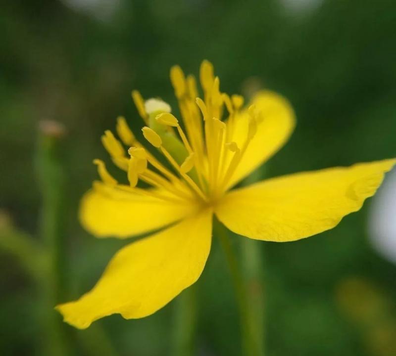 断肠草图片 第3张