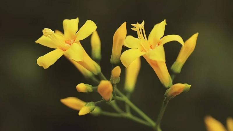 断肠草图片 第4张