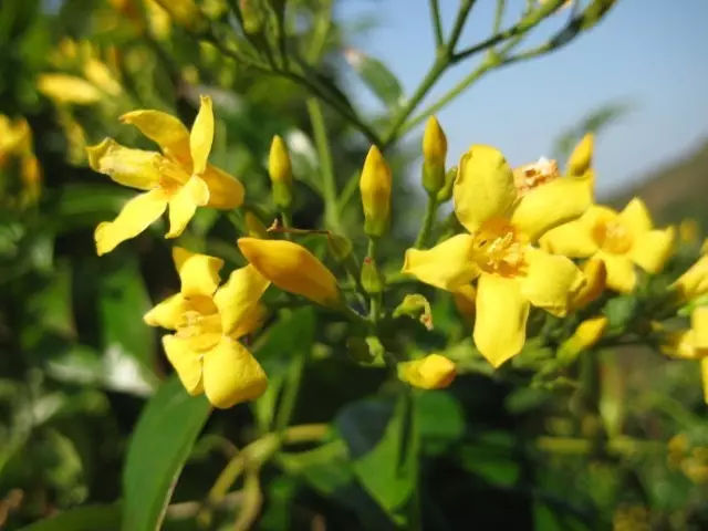 断肠草图片 第6张