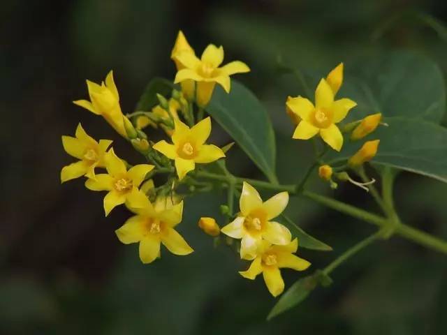 断肠草图片 第5张