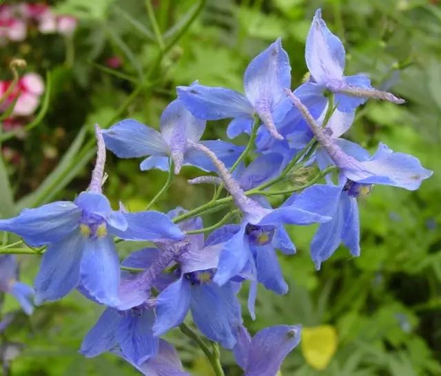 燕子花图片 第3张