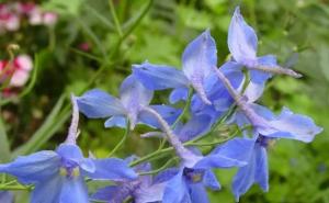 燕子花图片 第3张