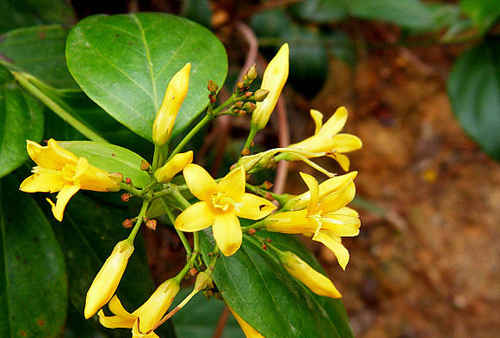 断肠草长什么样子图片 第1张