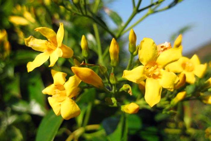 断肠草长什么样子图片 第5张