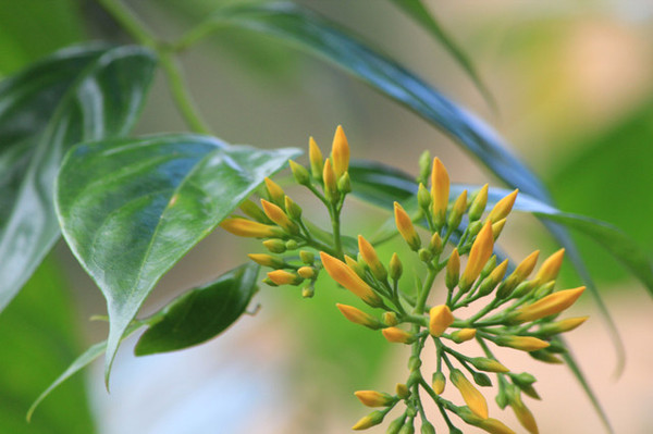 断肠草长什么样子图片 第2张