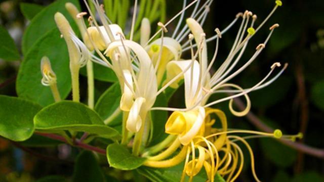 断肠草长什么样子图片 第4张