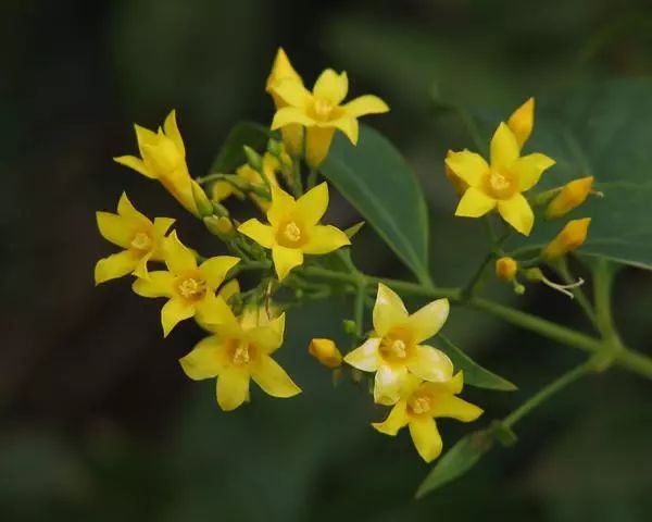 断肠草长什么样子图片 第3张