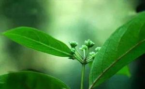 断肠草叶子图片 第4张