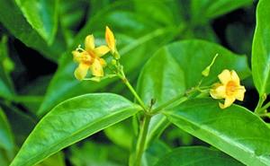 断肠草叶子图片 第7张