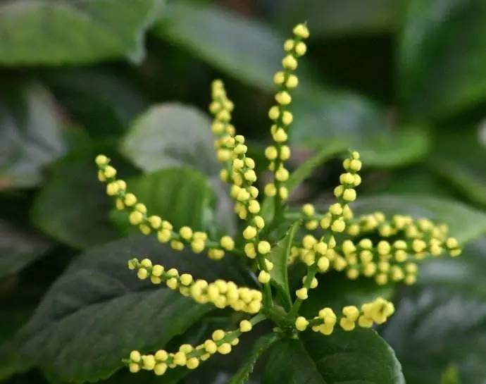 鱼子兰图片 第2张