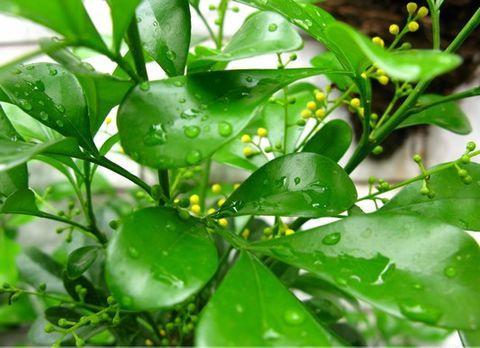 鱼子兰图片 第1张