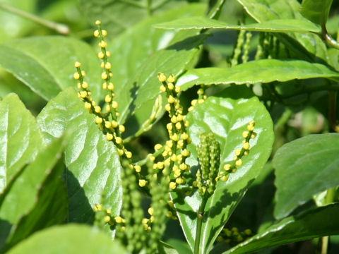 鱼子兰图片 第3张