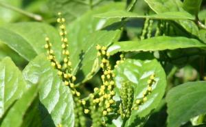 鱼子兰图片 第3张