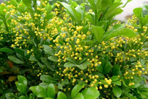 鱼子兰图片 第4张