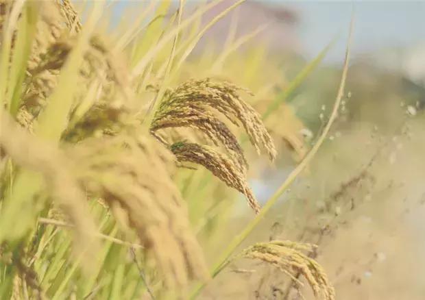 稻子图片 第2张