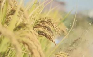 稻子图片 第2张