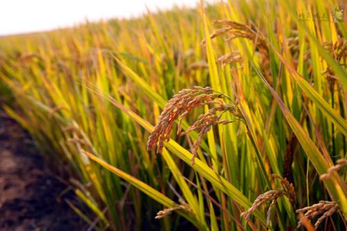 稻子图片 第1张