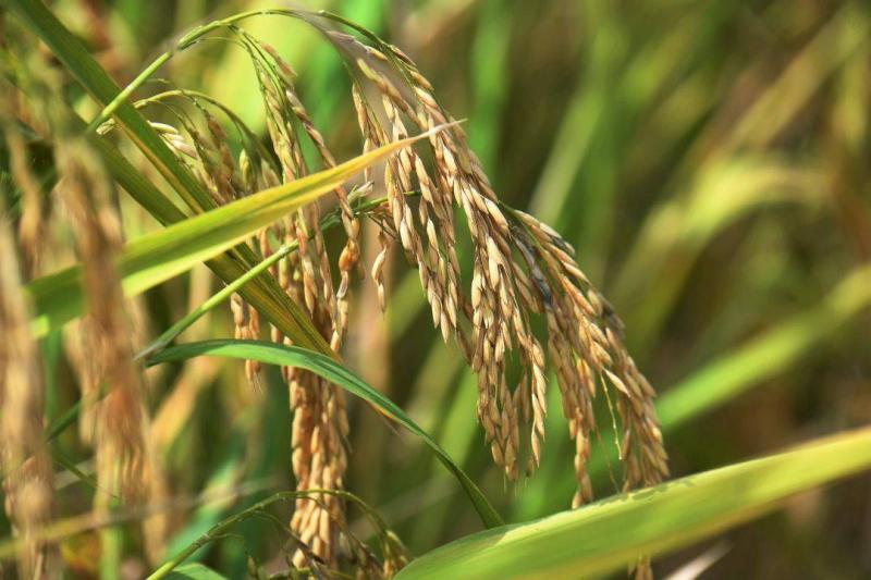 稻子图片 第4张