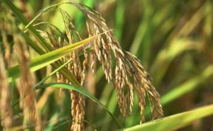 稻子图片 第4张