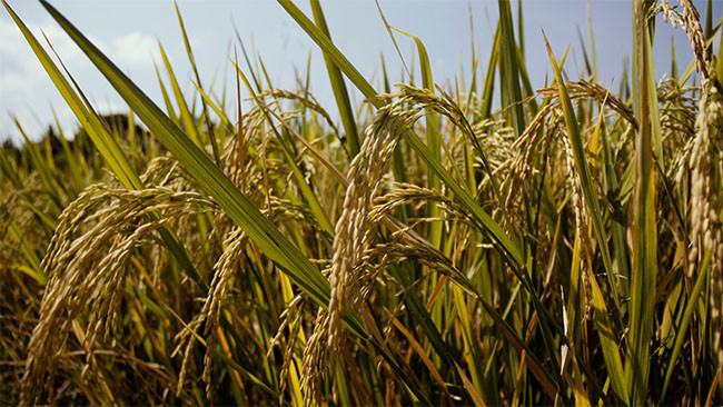 稻子图片 第3张