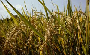 稻子图片 第3张