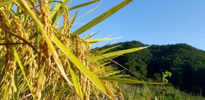 稻子图片 第5张