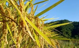 稻子图片 第5张