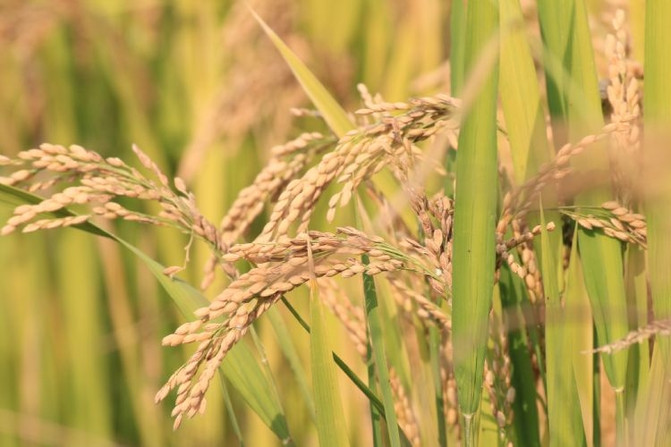 稻子图片 第6张