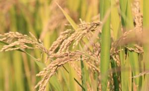 稻子图片 第6张