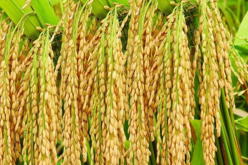 籼稻图片 第1张