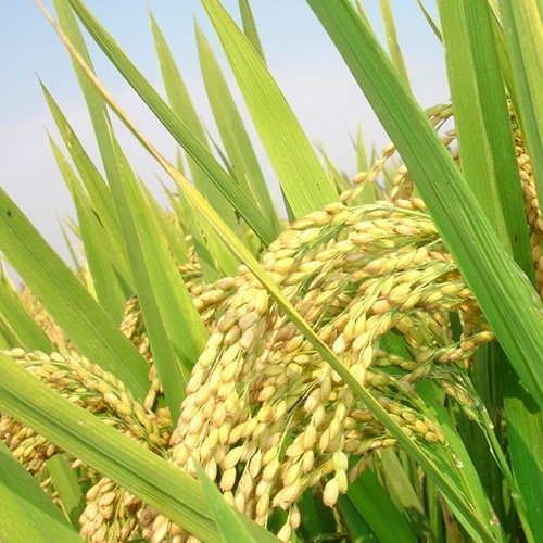 籼稻图片 第3张