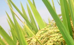 籼稻图片 第3张