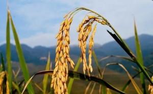 籼稻图片 第2张