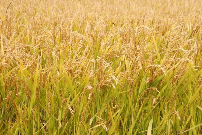 粳稻图片 第1张