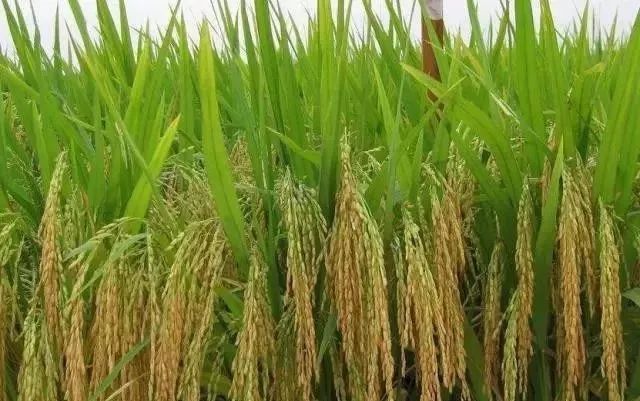 粳稻图片 第3张