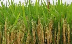 粳稻图片 第3张