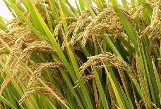 粳稻图片 第2张