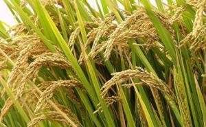 粳稻图片 第2张