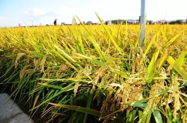 粳稻图片 第4张