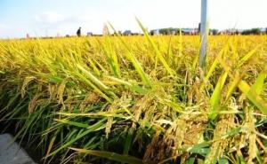 粳稻图片 第4张