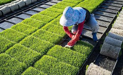 稻谷苗图片 第2张