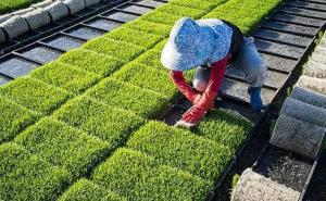 稻谷苗图片 第2张