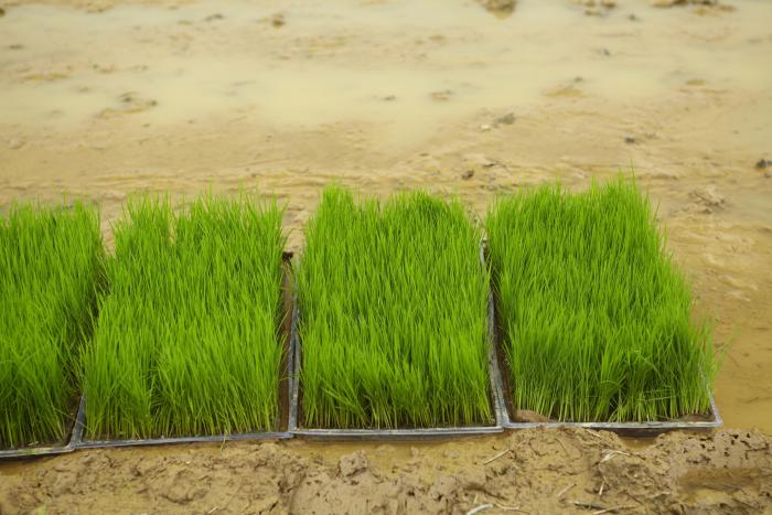 稻谷苗图片 第1张