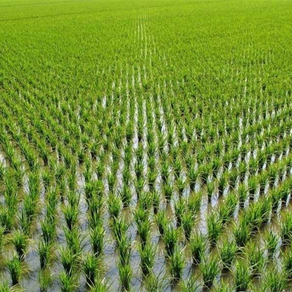 稻谷苗图片 第4张