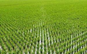 稻谷苗图片 第4张